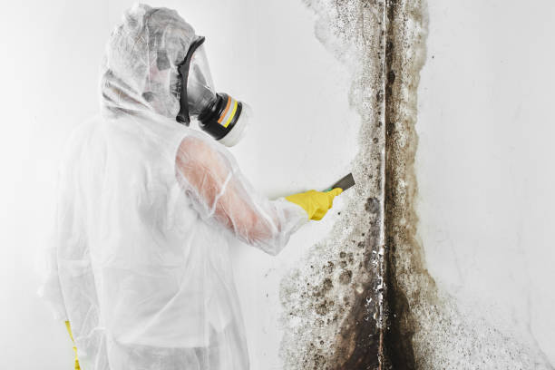 Best Commercial Mold Removal  in Walce Ridge, LA