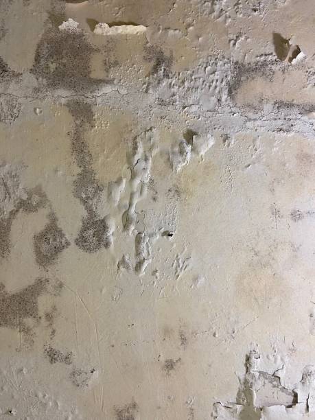 Best Mold Damage Repair  in Walce Ridge, LA