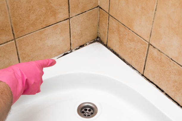 Best Professional Mold Removal  in Walce Ridge, LA